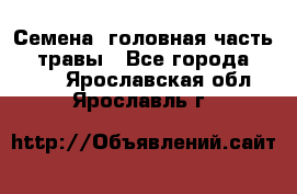 Семена (головная часть))) травы - Все города  »    . Ярославская обл.,Ярославль г.